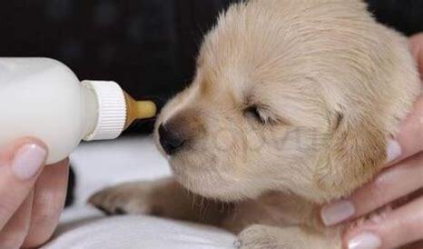 狗狗40天怎么养胖