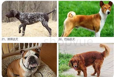 烈性犬怎么养