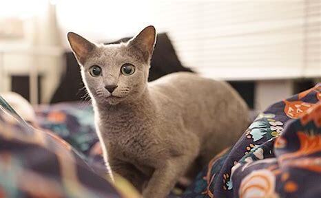 蓝猫怎么养才会胖 蓝猫怎么养才会胖