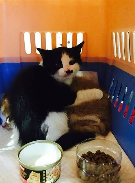 怎么养土猫