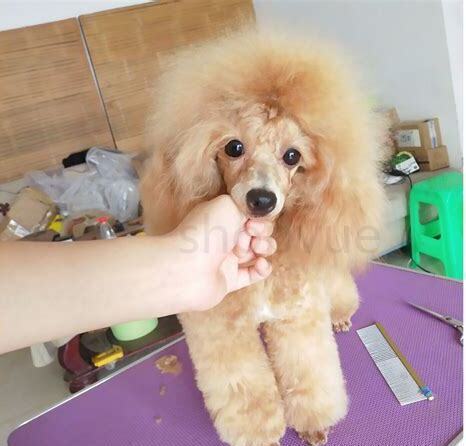 小贵宾好养吗