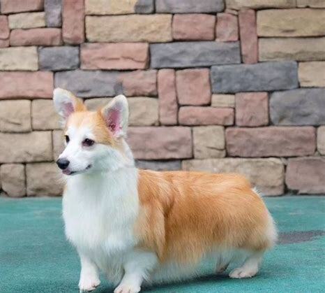 怎么养柯基犬