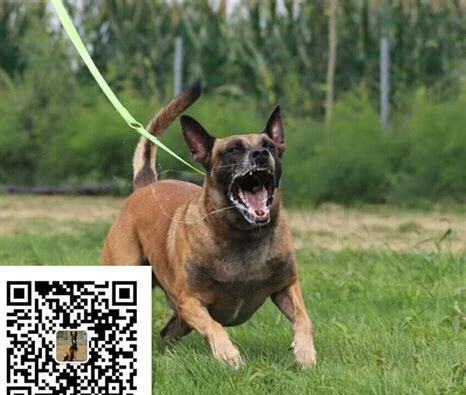 马犬怎么养好