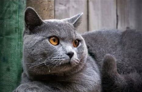 蓝猫要怎么养 蓝猫要怎么养
