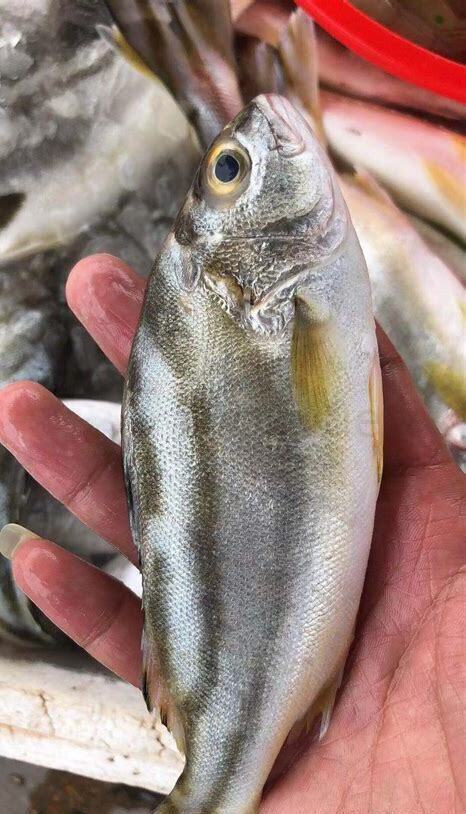 鲷科鱼好养吗