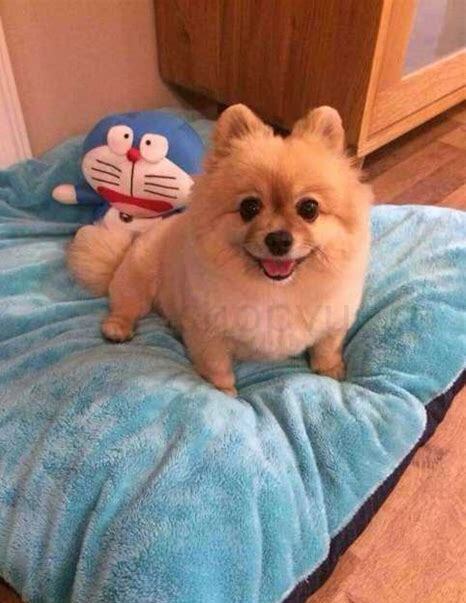 养狗怎么了
