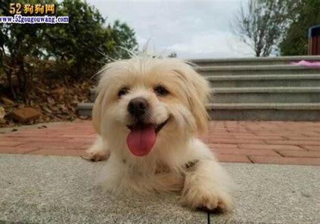 杂交狗怎么养才能长大