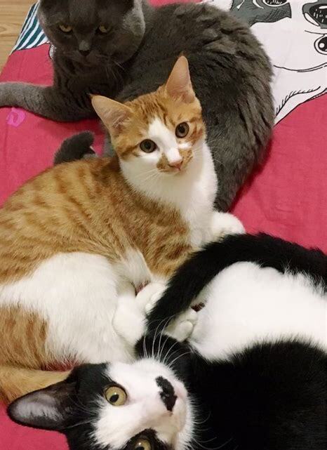 怎么养土猫抓老鼠