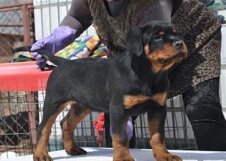 罗威纳犬怎么养