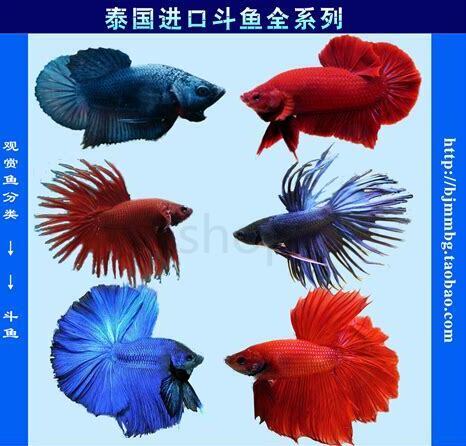 发斗怎么养