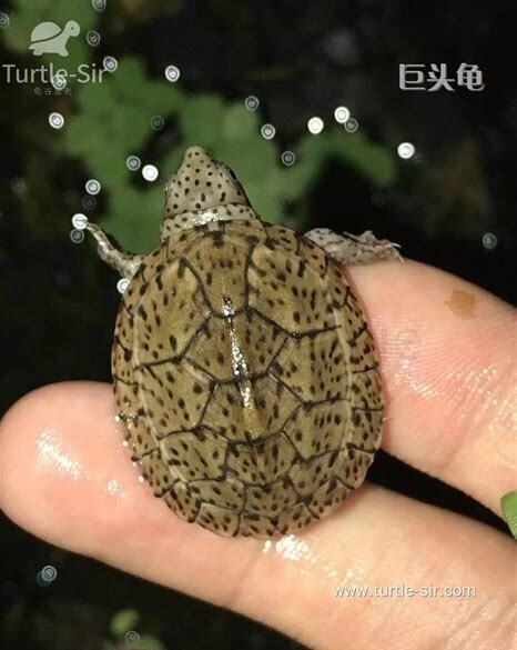 巨头龟怎么养