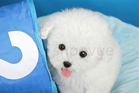 小型泰迪怎么养活