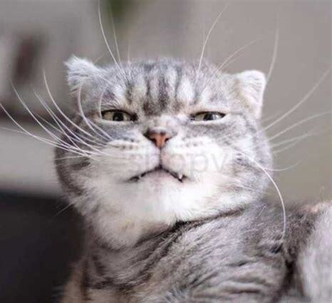 奶猫该怎么养