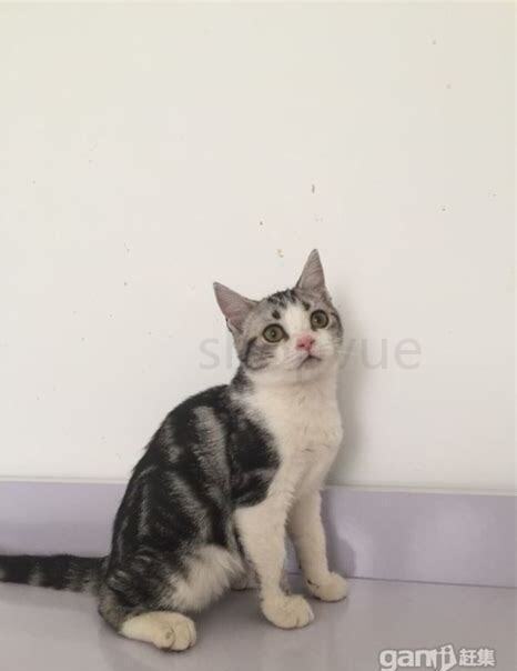 三个月小猫怎么养活