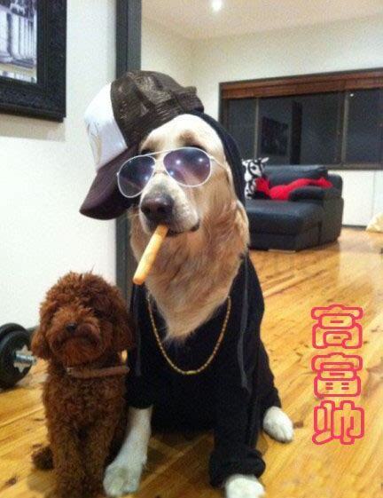 洁癖怎么养狗