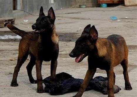 马犬母怎么养