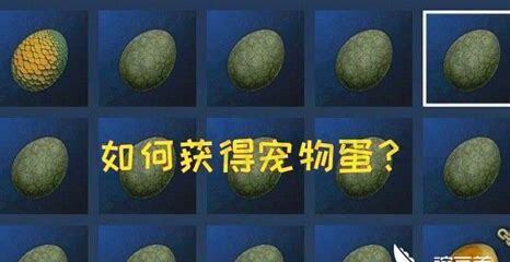 宠物蛋怎么养
