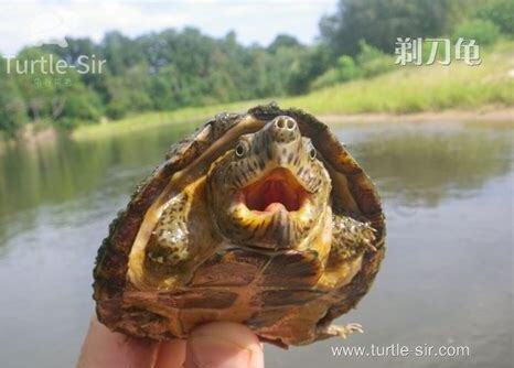剃刀苗怎么养才满纹