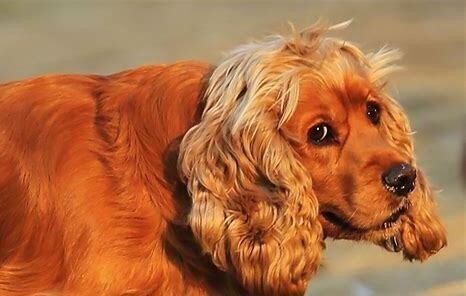 可卡犬怎么养