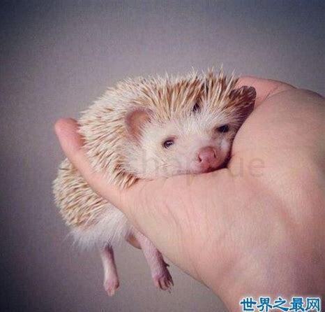 刺猬冬天怎么养