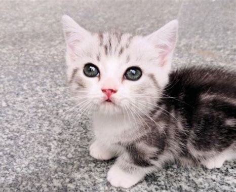 新手养猫基础知识