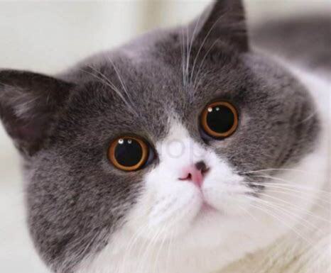 普通猫怎么养才好看