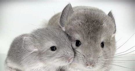 小龙猫怎么养胖