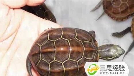 小草龟怎么养