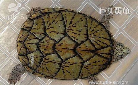 巨头蛋龟怎么养