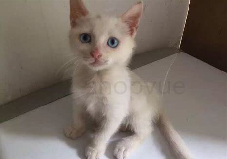 20天的猫怎么养