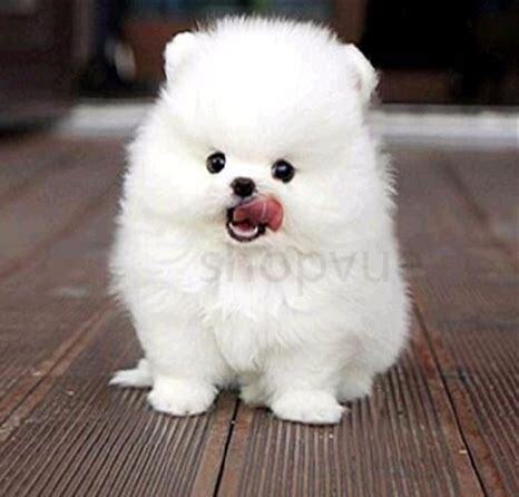 博美幼犬喂养的正确方法