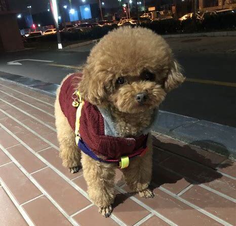 3个月的泰迪怎么养活