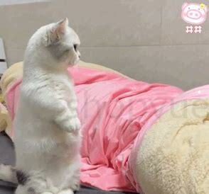 猫从小怎么养