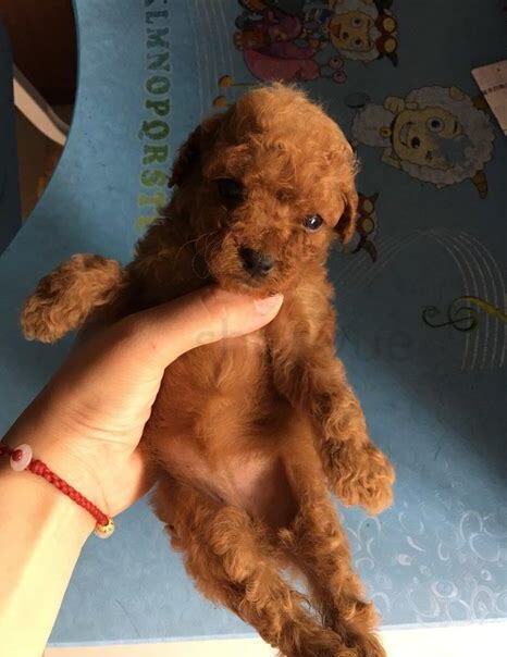 3个月泰迪怎么养活 3个月泰迪怎么养活