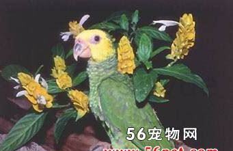 什么是黄脸亚马逊,带你了解黄脸亚马逊的习性特征与喂养等 什么是黄脸亚马逊,带你了解黄脸亚马逊的习性特征与喂养等