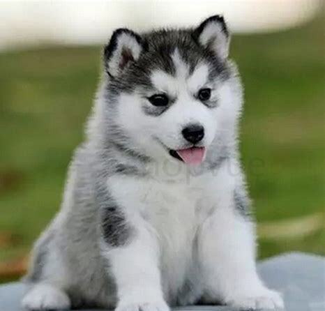哈士奇幼犬怎么养,以下饲喂方法要牢记