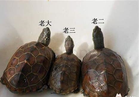 大草龟怎么养健康 大草龟怎么养健康