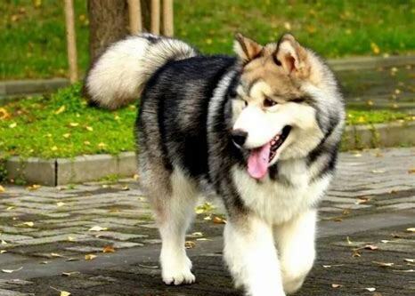阿拉斯加犬幼犬怎么养好