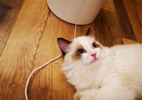 猫咪要怎么养