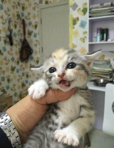 2个月的猫怎么养