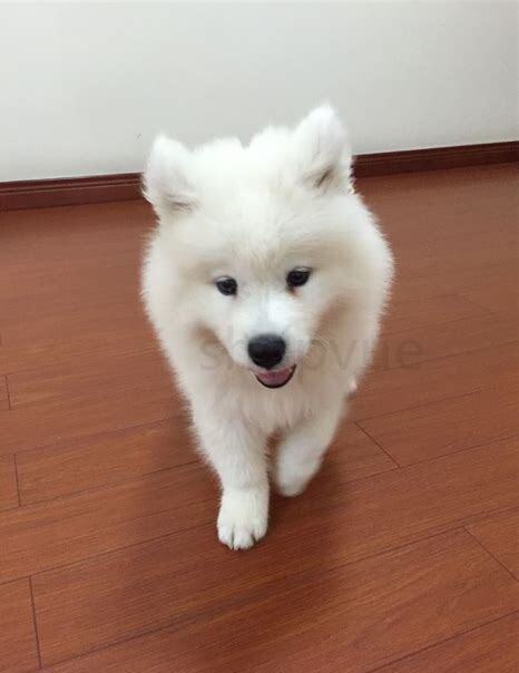 2个月的萨摩耶怎么养