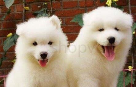 2个月的萨摩耶幼犬怎么喂养比较好