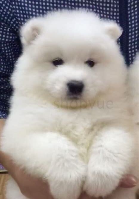 2个月的萨摩耶幼犬怎么喂养比较好