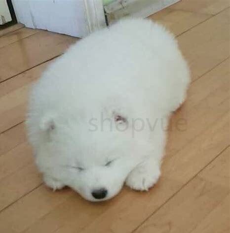 两个月萨摩耶怎么养