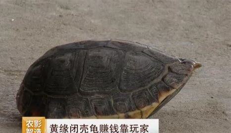 黄缘闭壳龟怎么养才最好 黄缘闭壳龟怎么养才最好
