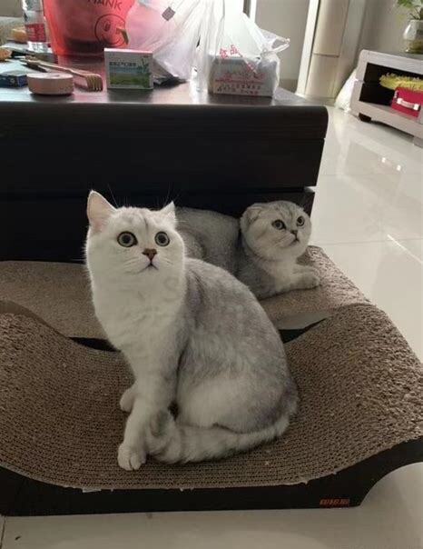 家里两只狗怎么养好