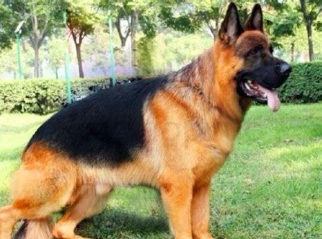 弓背犬怎么养成的