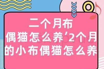 2个月的猫怎么养要注意什么