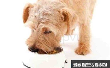 狗狗怎么养好看