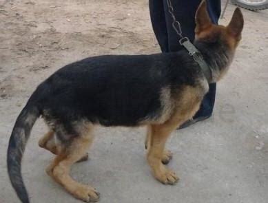 弓背犬怎么养
